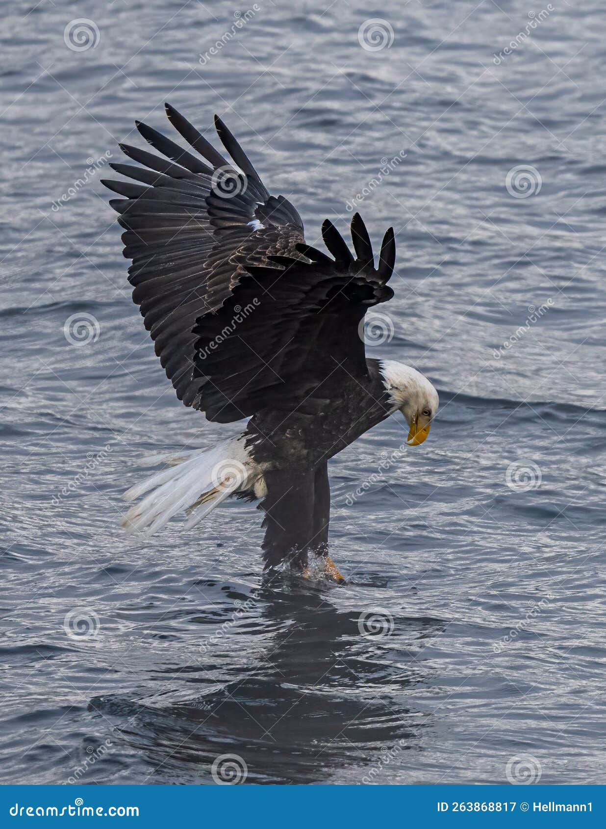 Bald Eagle on the Hunt stock image. Image of wildlife - 263868817