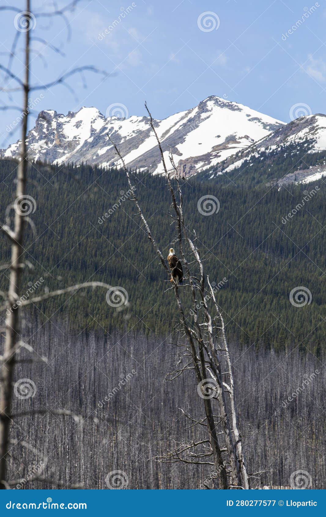 Bald Eagle (Haliaeetus Leucocephalus) in Jasper National Park, Canada