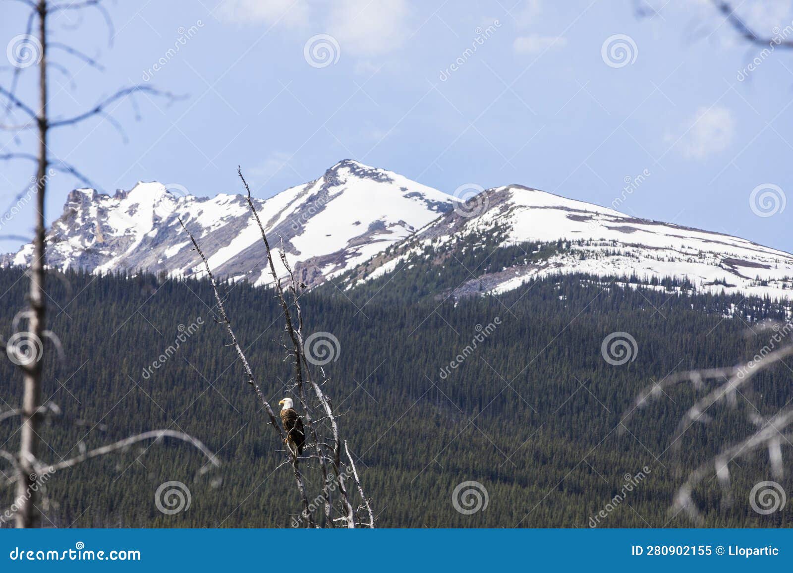 Bald Eagle (Haliaeetus Leucocephalus) in Jasper National Park, Canada
