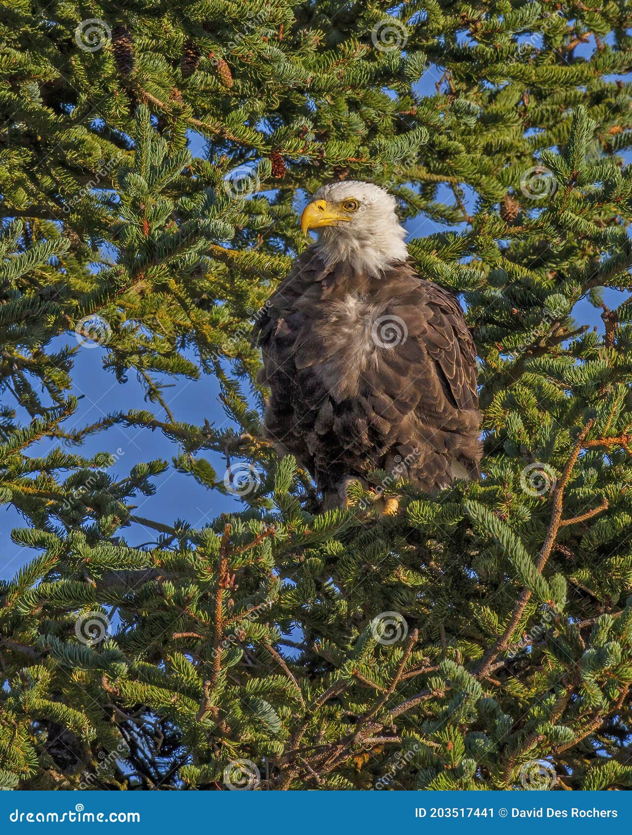 Bald Eagle Haliaeetus Leucocephalus Perched in a Tree, Alaska Stock