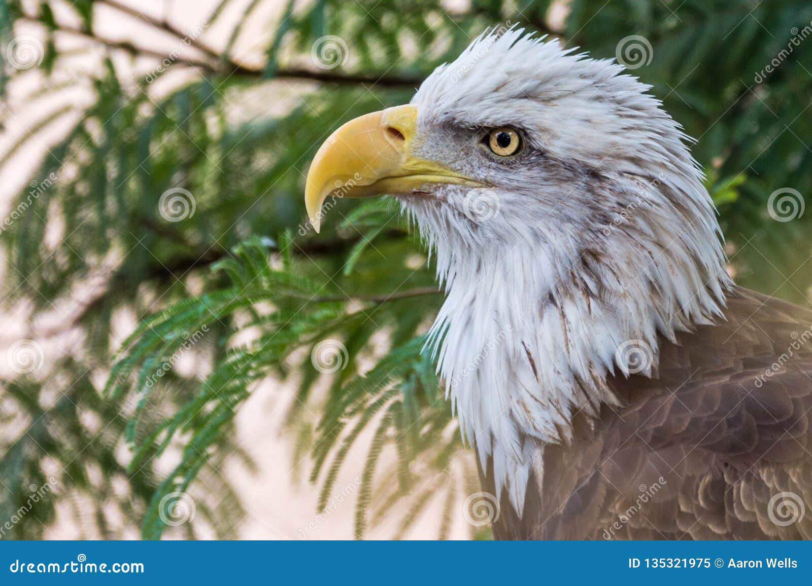 Bald Eagle at Phoenix Zoo stock image. Image of animal - 135321975