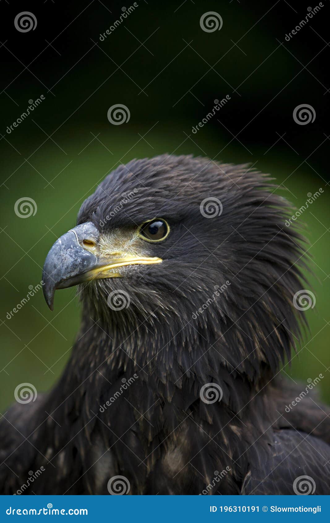 Bald Eagle, Haliaeetus Leucocephalus, Portrait of Immature Stock Image Image of young