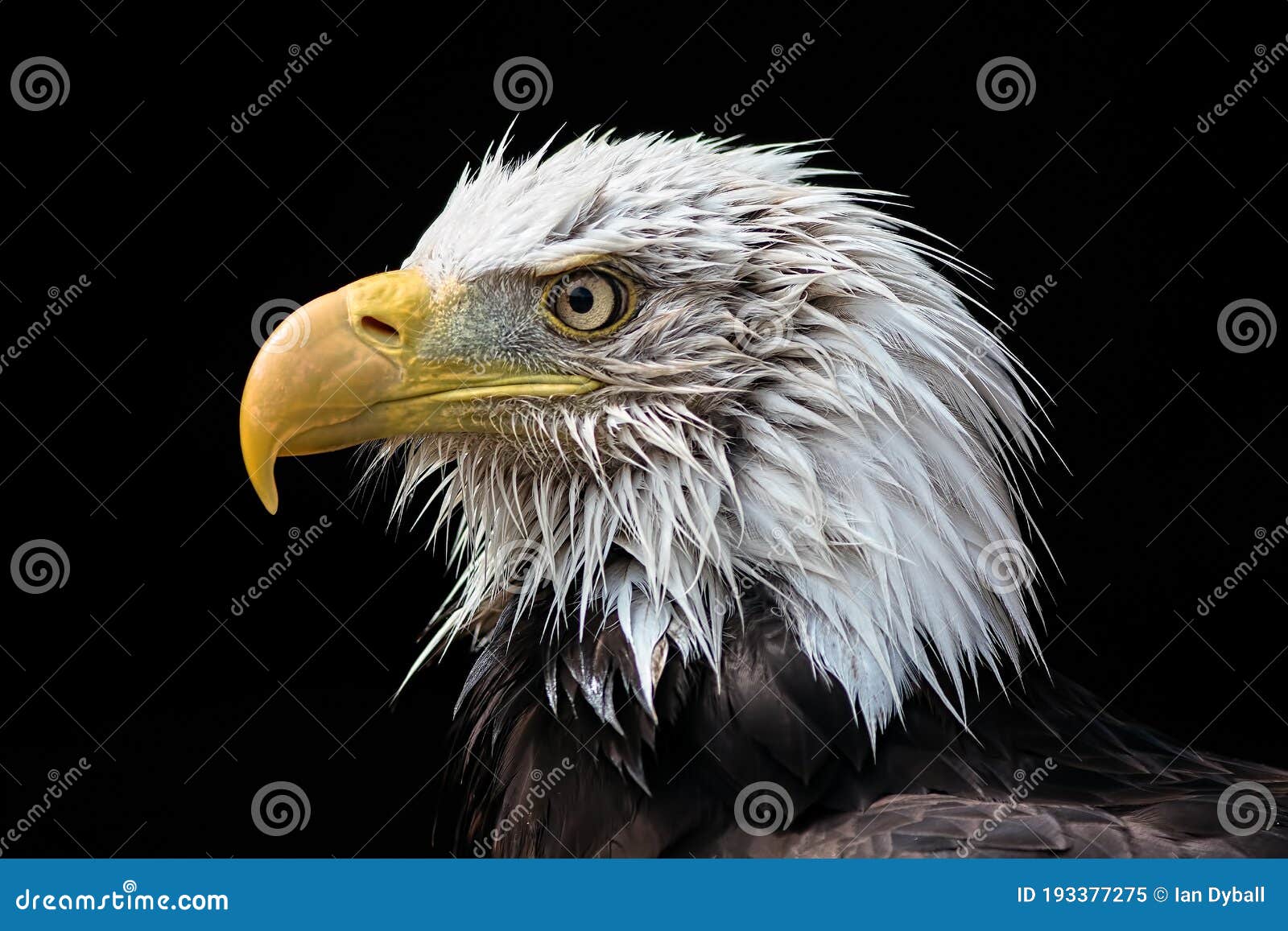 Bald Eagle Head American National Bird Powerful Close Up Portrait