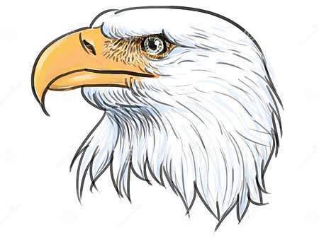 Bald Eagle Head Color Vector. Stock Vector - Illustration of white ...