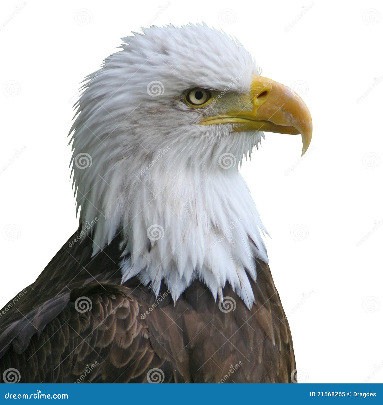 Soaring Eagle App Soaring Eagle App