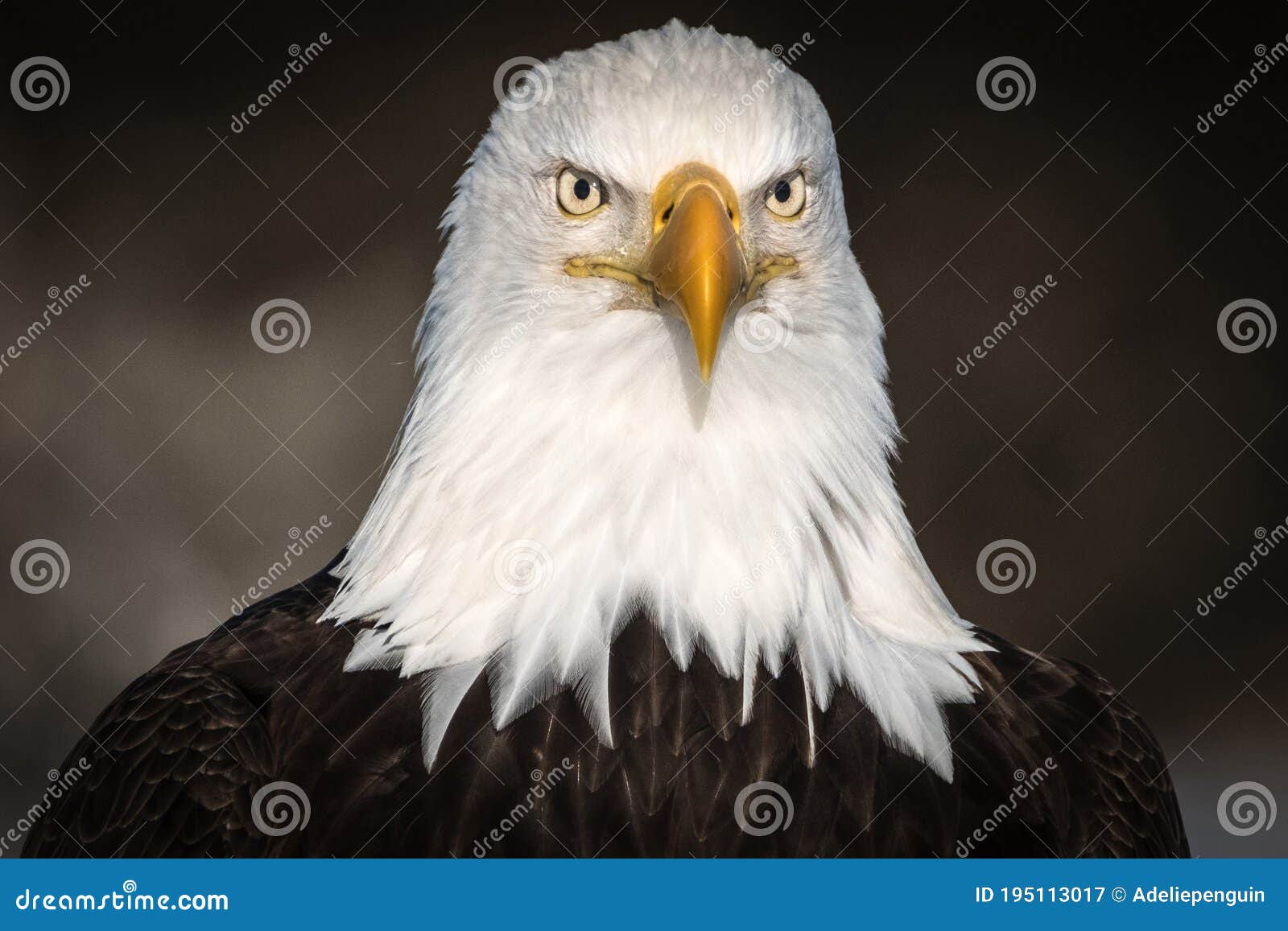 bald eagle headshot, kenai peninsula, alaska