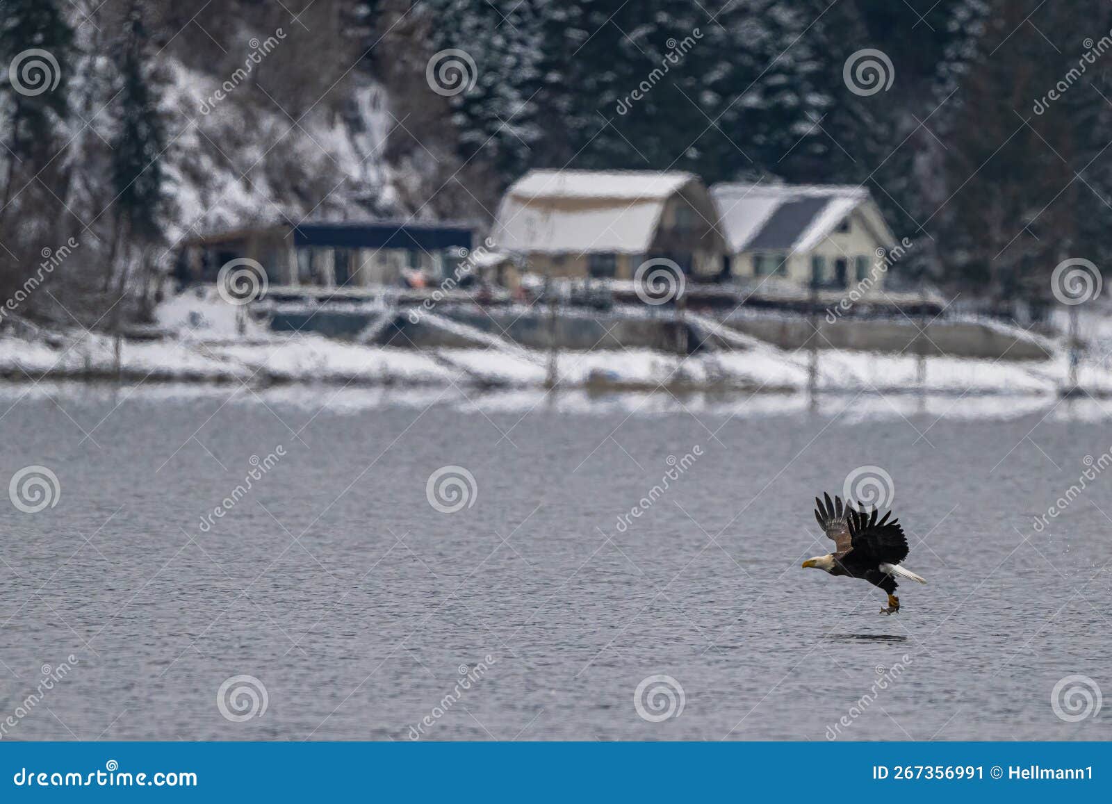 Bald Eagle on the Hunt stock image. Image of hunt, talon - 267356991