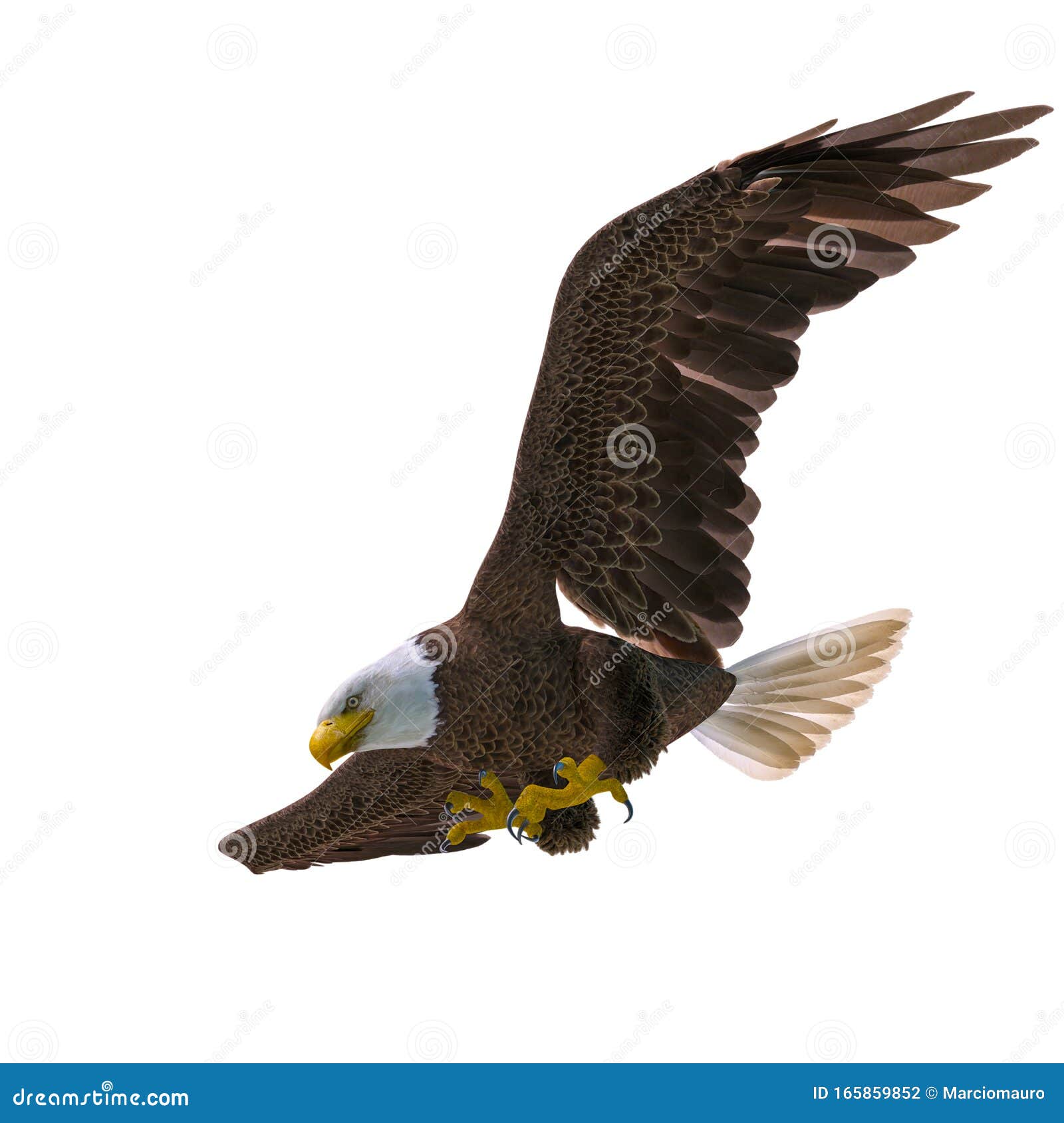 Bald Eagle Hunting Down on White Background Bottom View Stock