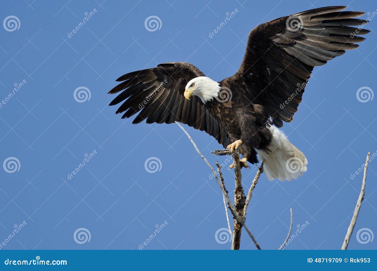 Bald Eagle Hunting from the Tree Top Stock Image - Image of clear, limb