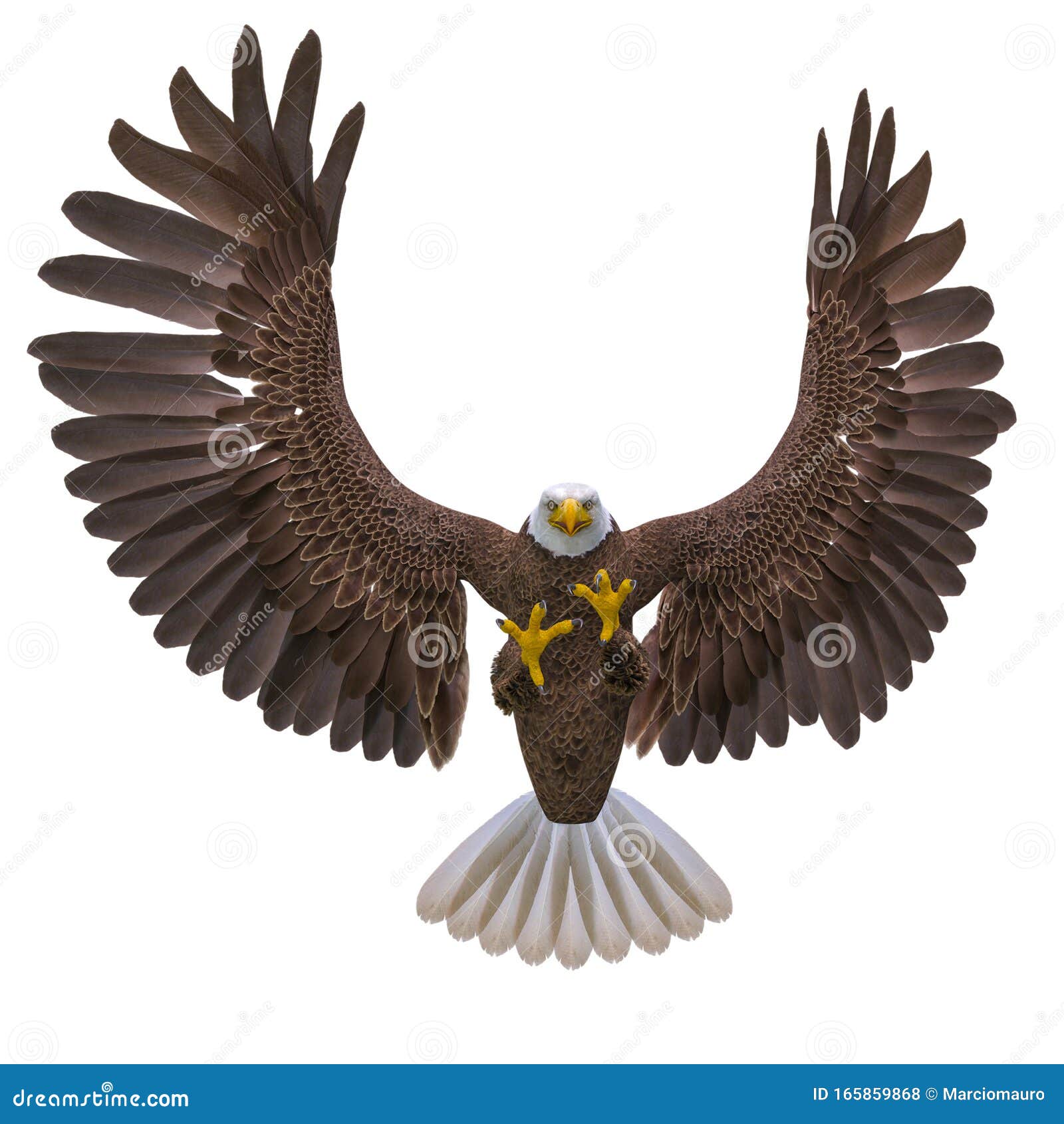 Bald Eagle Hunting on White Background Bottom View Stock Illustration