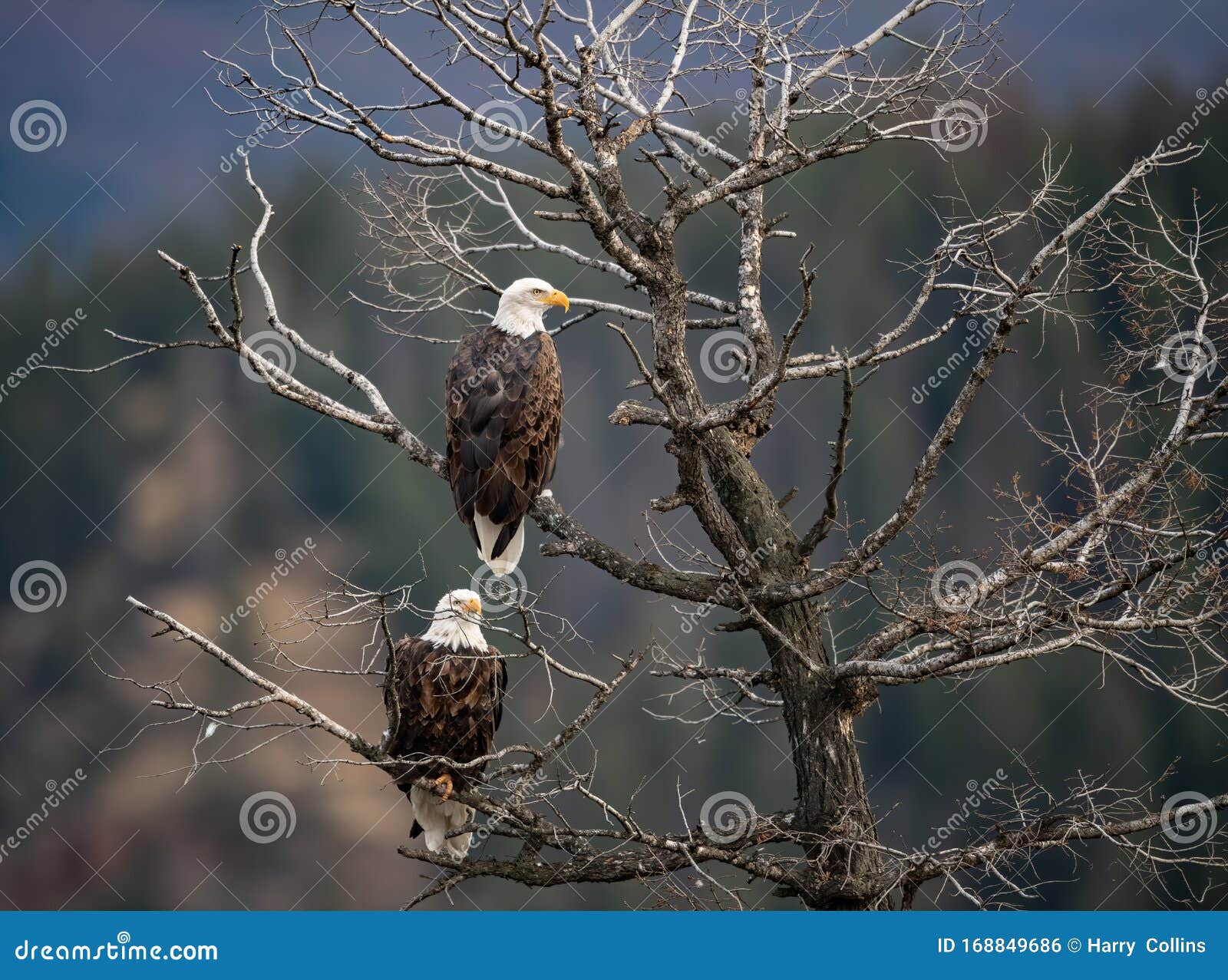 Bald Eagle in Jasper Canada Stock Photo Image of falcon, raptor