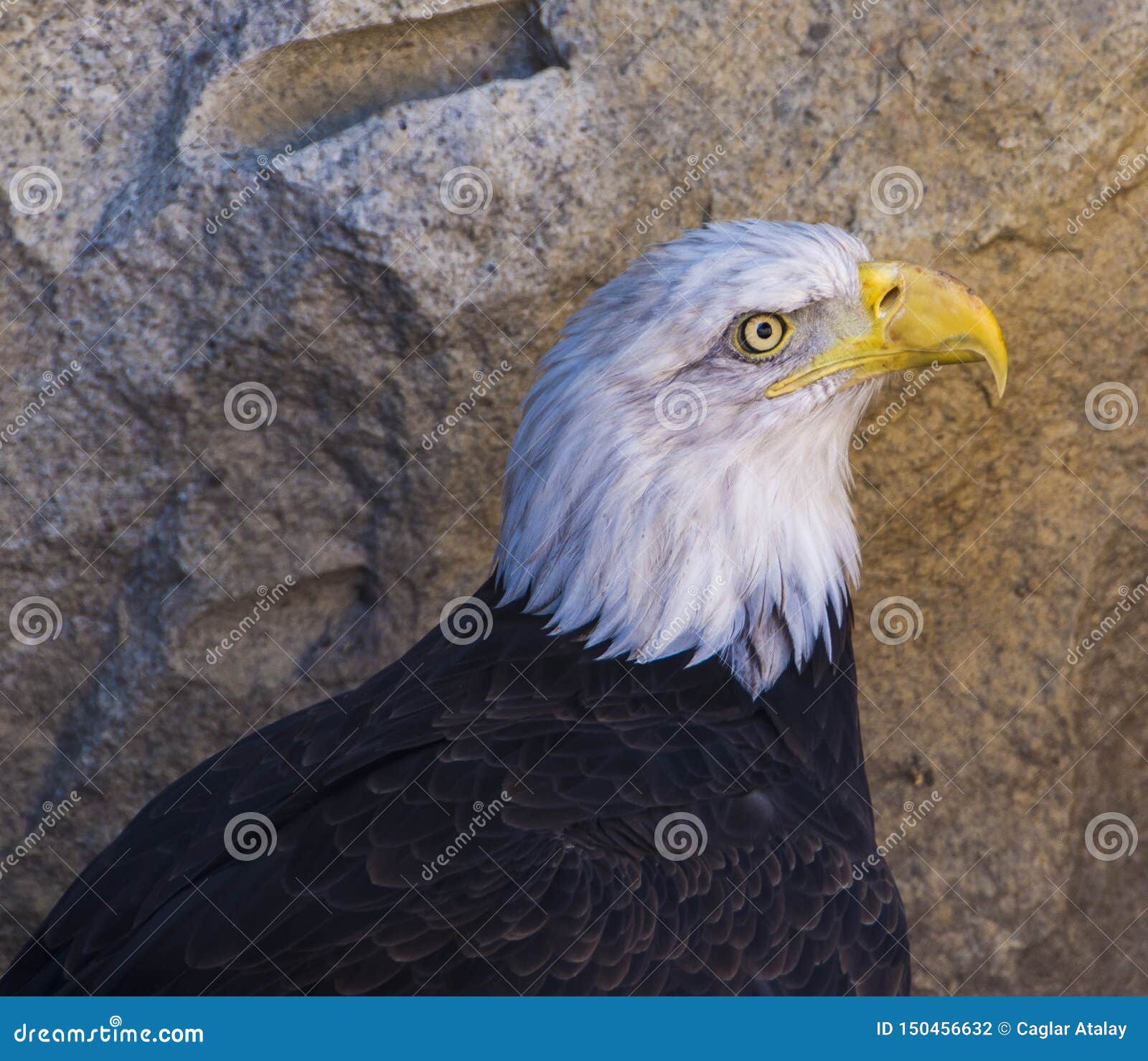 All 28+ Stock Images what animal is the king of the sky Superb All 28+ Stock Images what animal is the king of the sky Superb