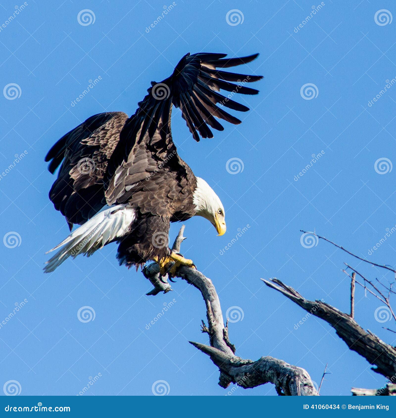 Bald eagle landing stock photo. Image of animal, blue 41060434
