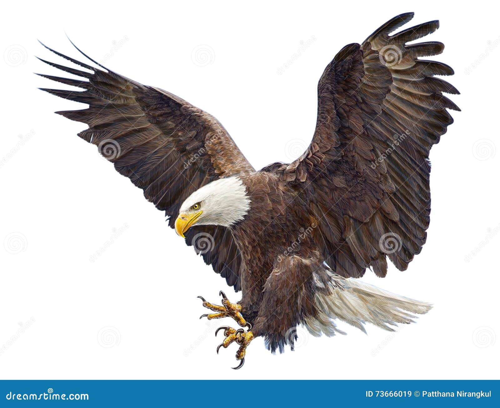 bald eagle landing swoop .