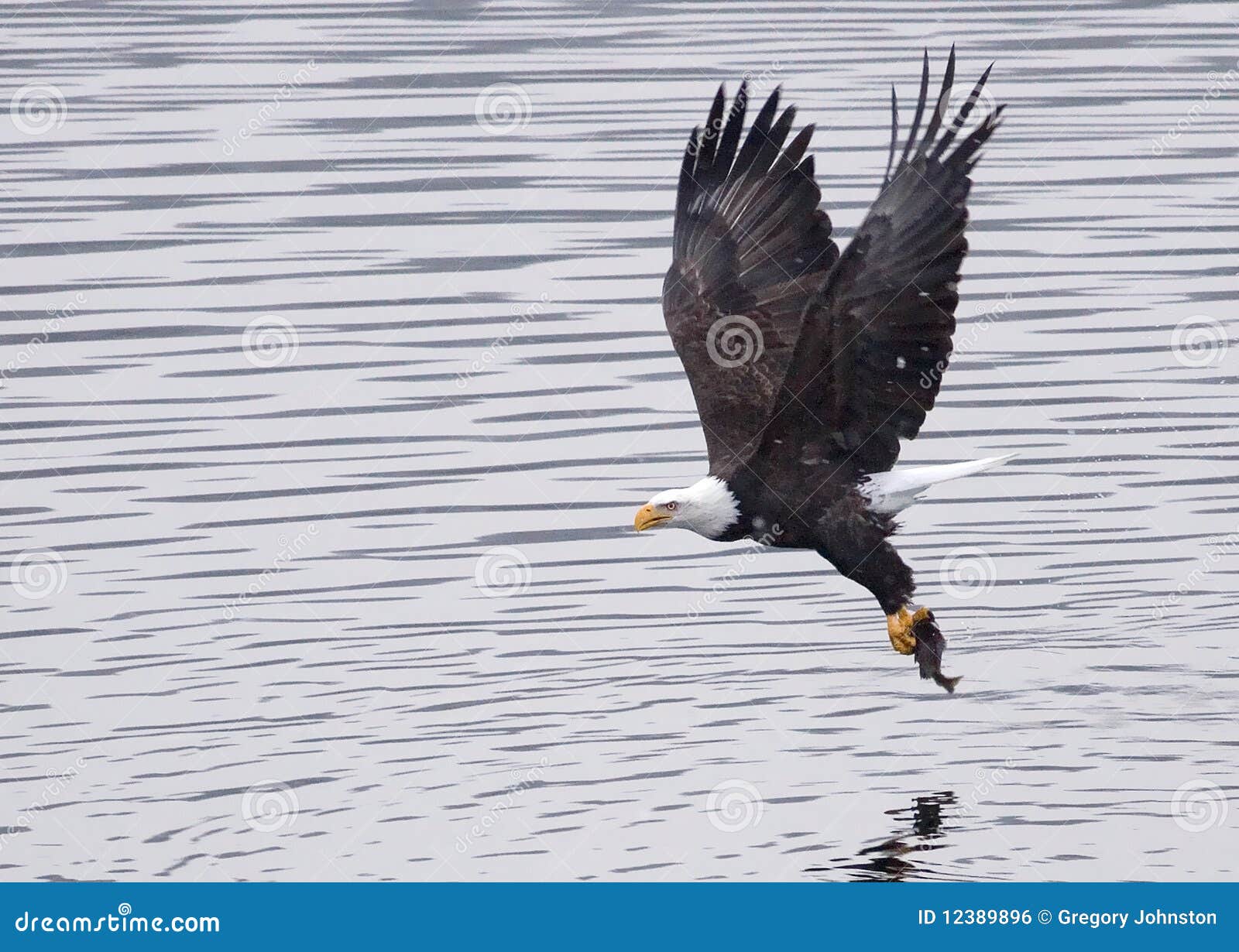 A Bald Eagle Lifts Off after the Catch. Stock Photo Image of raptor