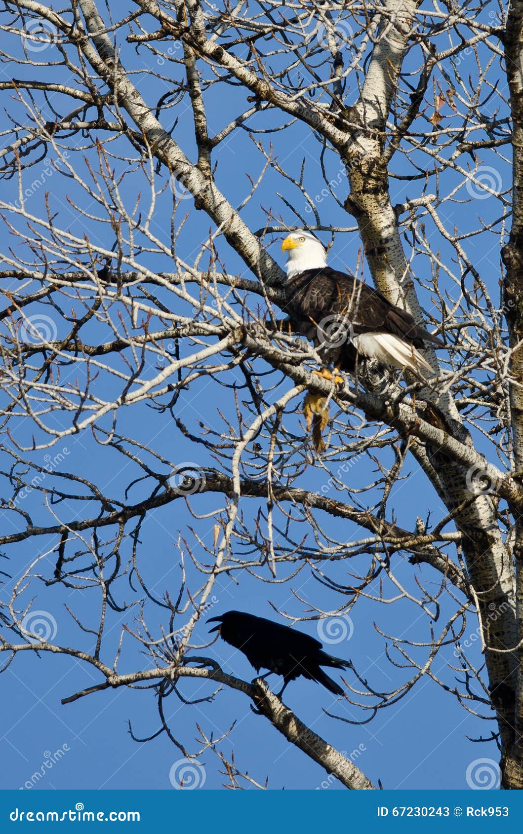 Bald Eagle Perched with a Half Eaten Squirrel while Crow Looks on Stock