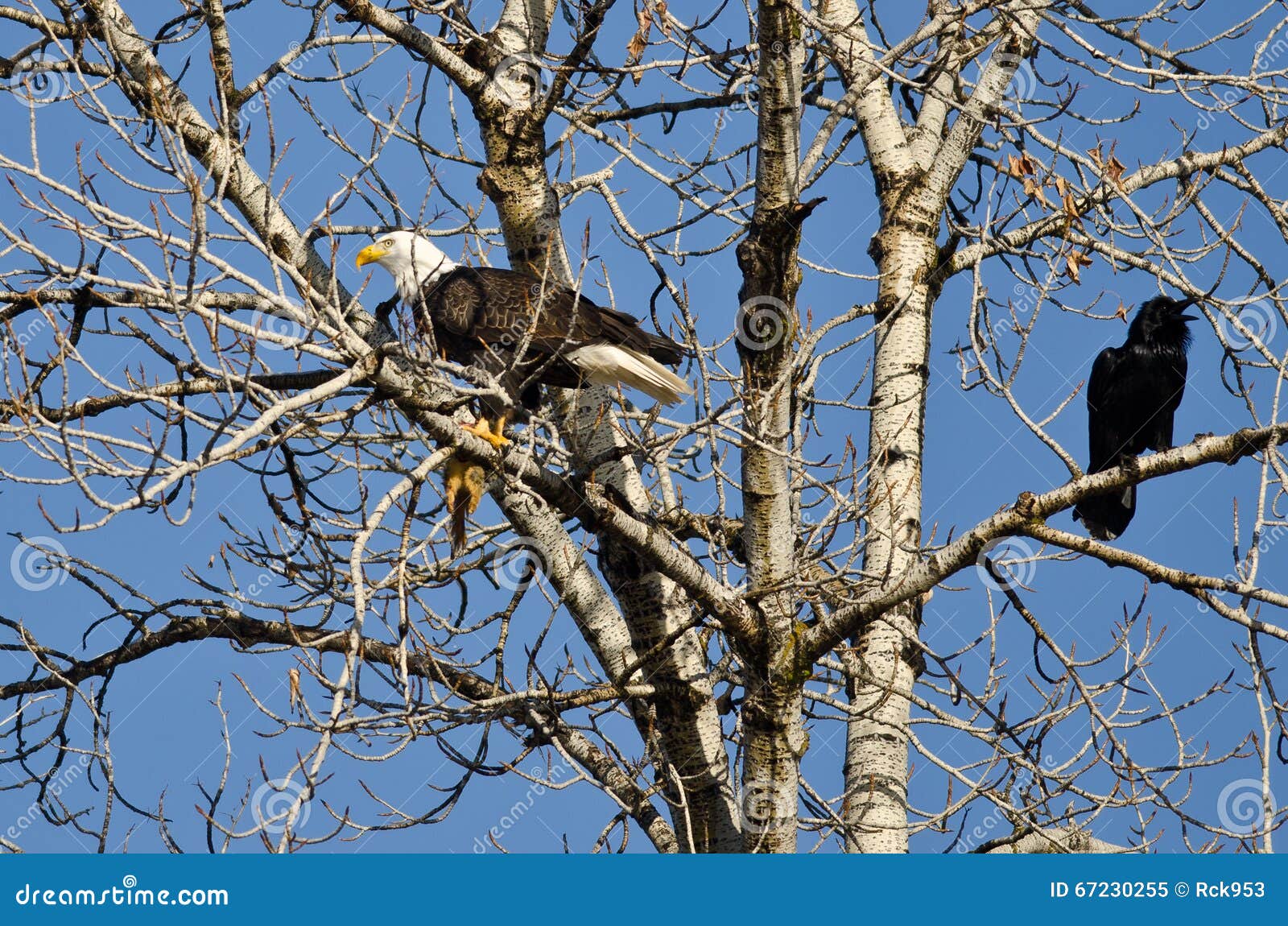 Bald Eagle Perched with a Half Eaten Squirrel while Crow Looks on Stock