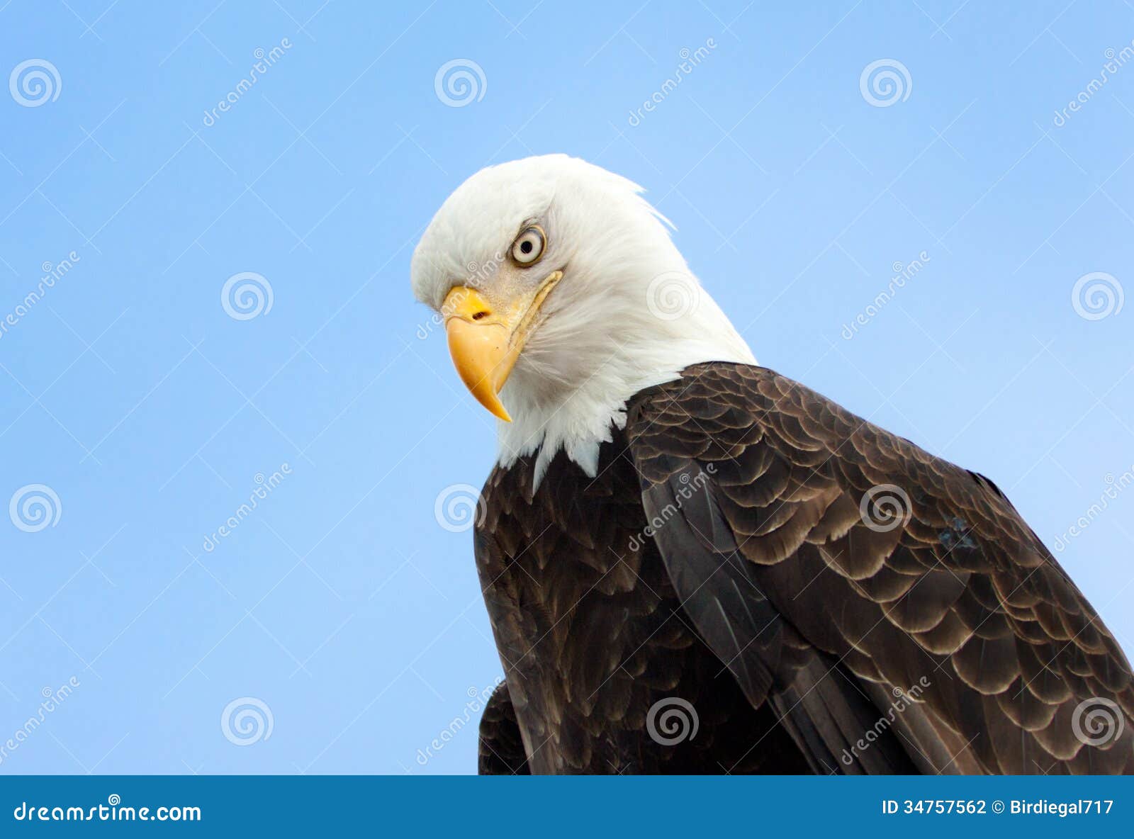 Bald Eagle Portrait , Alaska. Bald Eagle portrait with blue sky background , Alaska