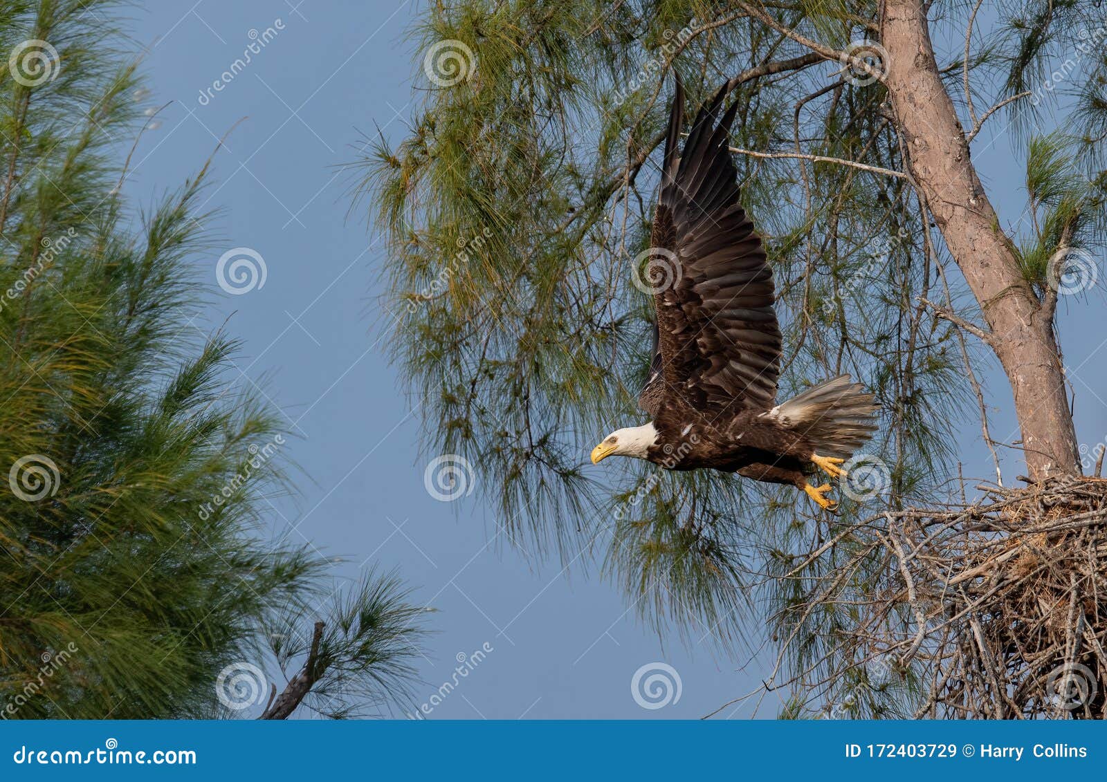 A Bald Eagle in Florida stock image. Image of gray, florida 172403729