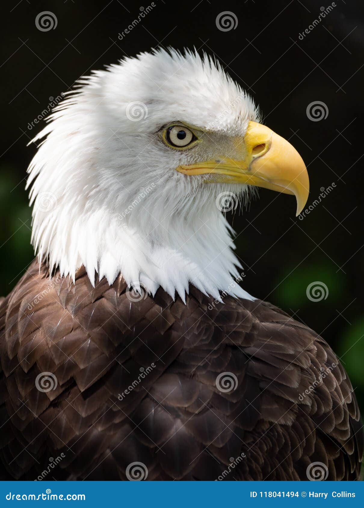 Bald Eagle in Pennsylvania stock photo. Image of jersey 118041494