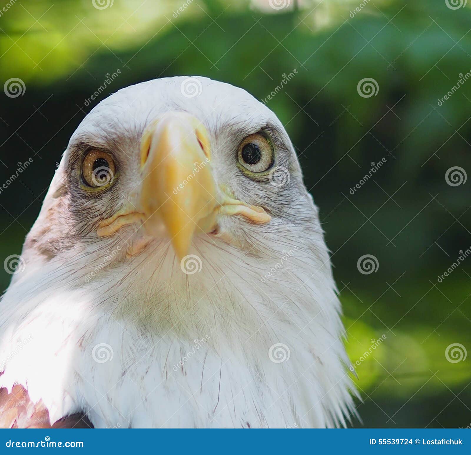 Bald Eagle stock photo. Image of eyesight, beak, eagle 55539724