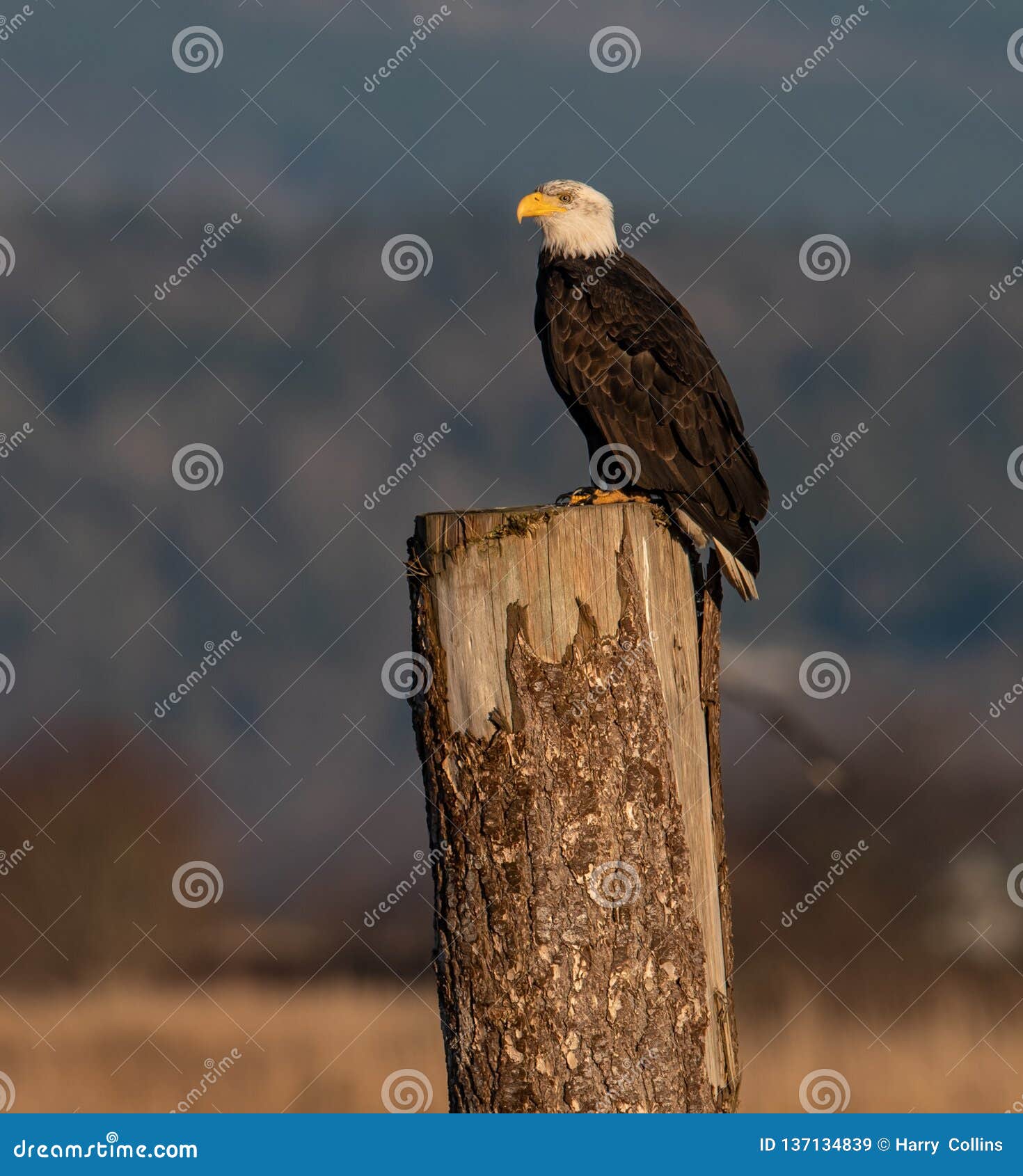 Bald Eagle Portrait Stock Image Image Of Feathers Bird 137134839 Bald Eagle Portrait Stock Image Image Of Feathers Bird 137134839