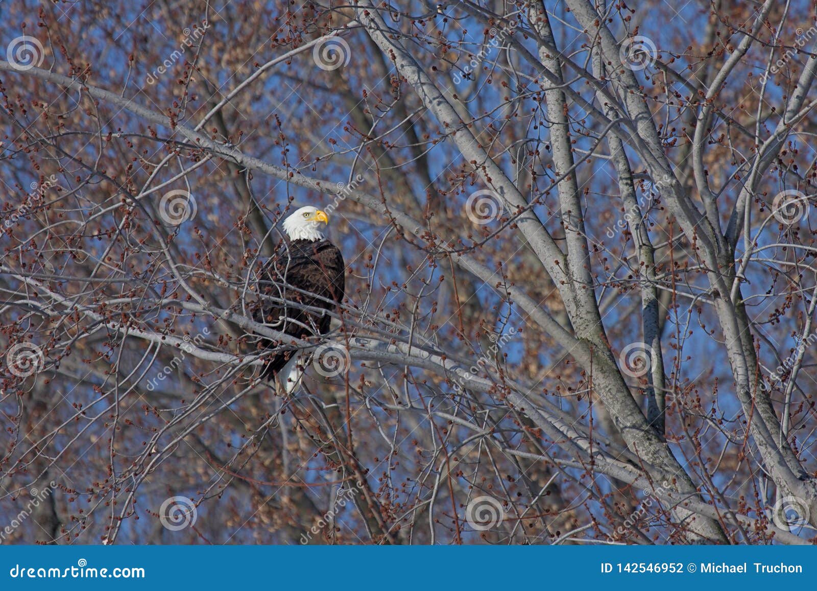 Bald Eagle at Rest stock photo. Image of illinois, fearsome 142546952