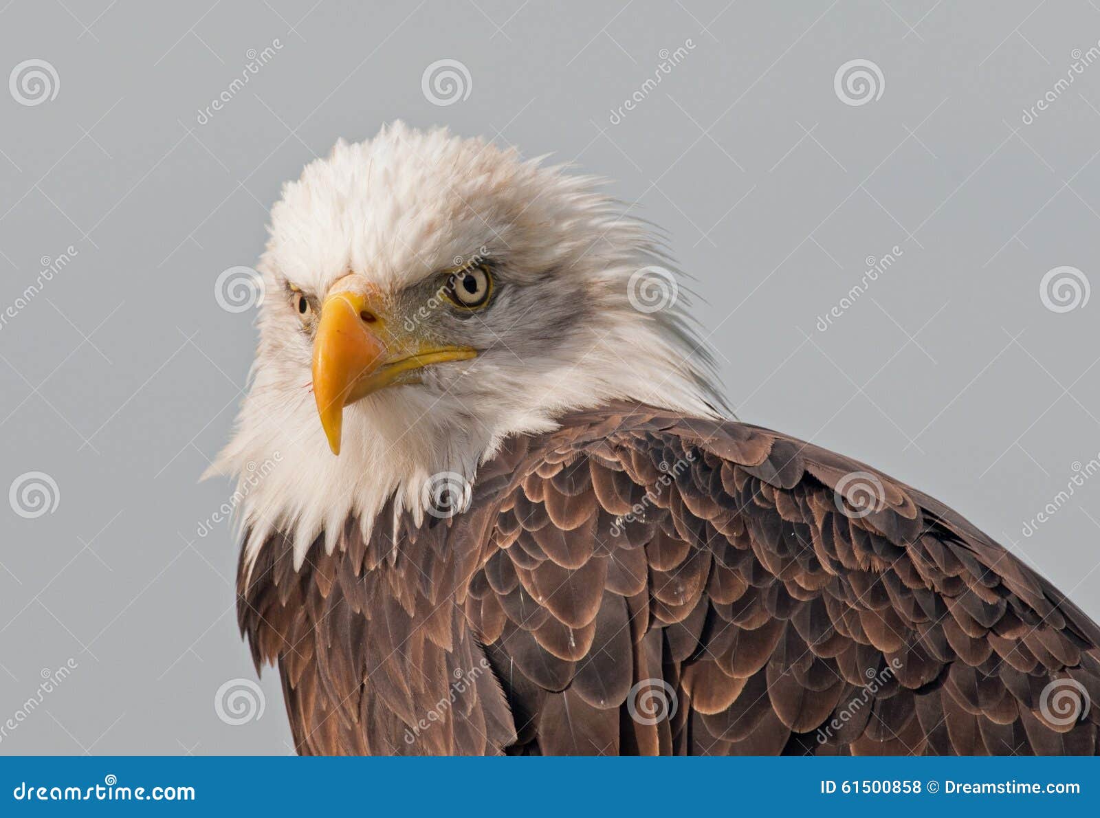 A bald eagle at rest stock photo. Image of rest, nature 61500858