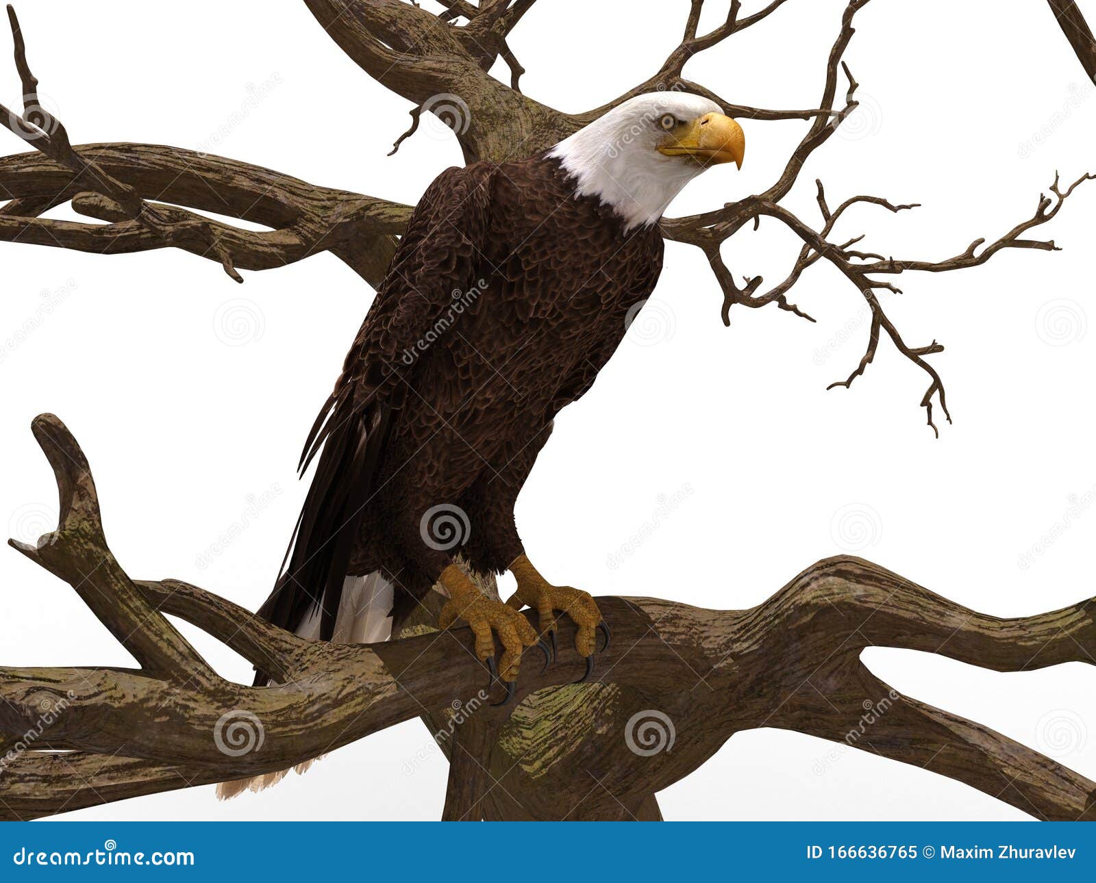 Bald Eagle Sitting On A Tree Branch Isolated On White 3d