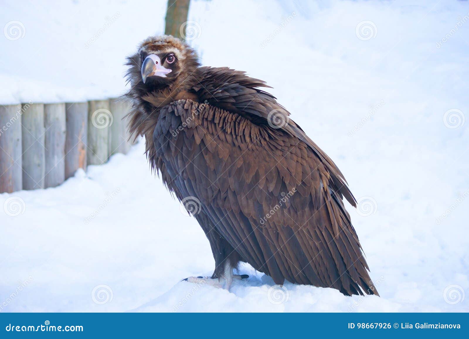 Bald eagle and snow stock photo. Image of alaska, national - 98667926
