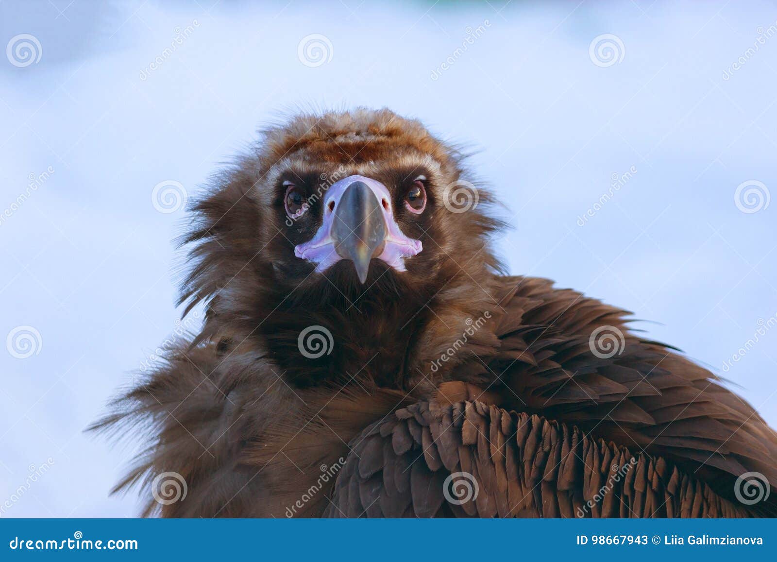 Bald eagle and snow stock image. Image of white, feather - 98667943