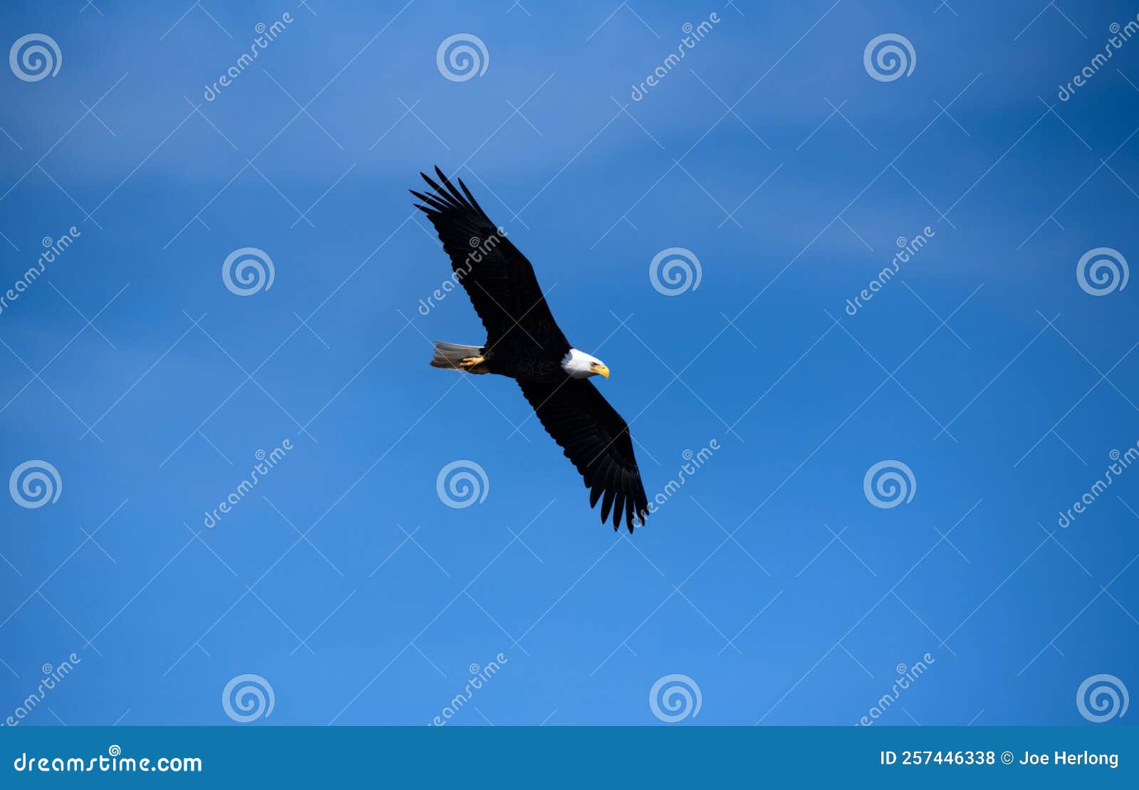 A Bald Eagle Soaring Against a Clear Blue Sky. Stock Photo Image of
