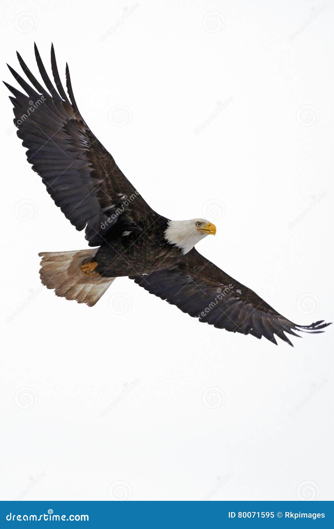 50,271 Background Eagle Stock Photos - Free & Royalty-Free Stock Photos  from Dreamstime