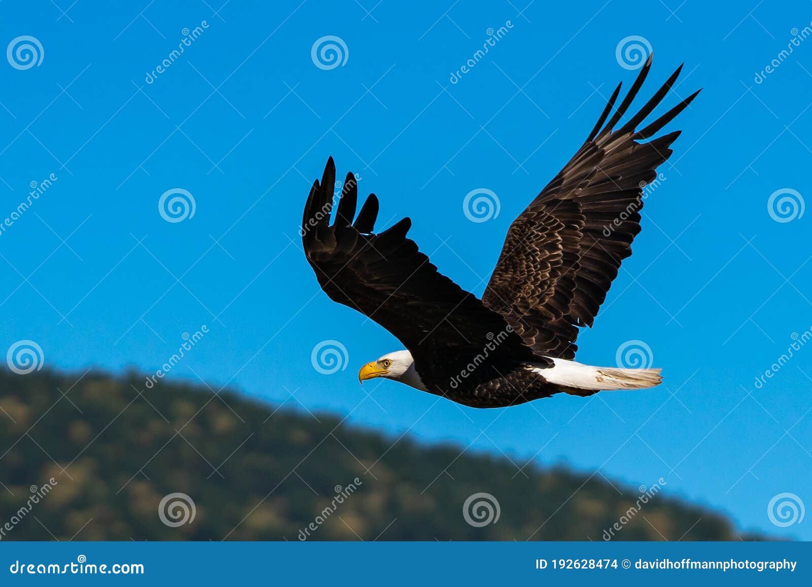 bald eagle soaring in-flight, eagles flying