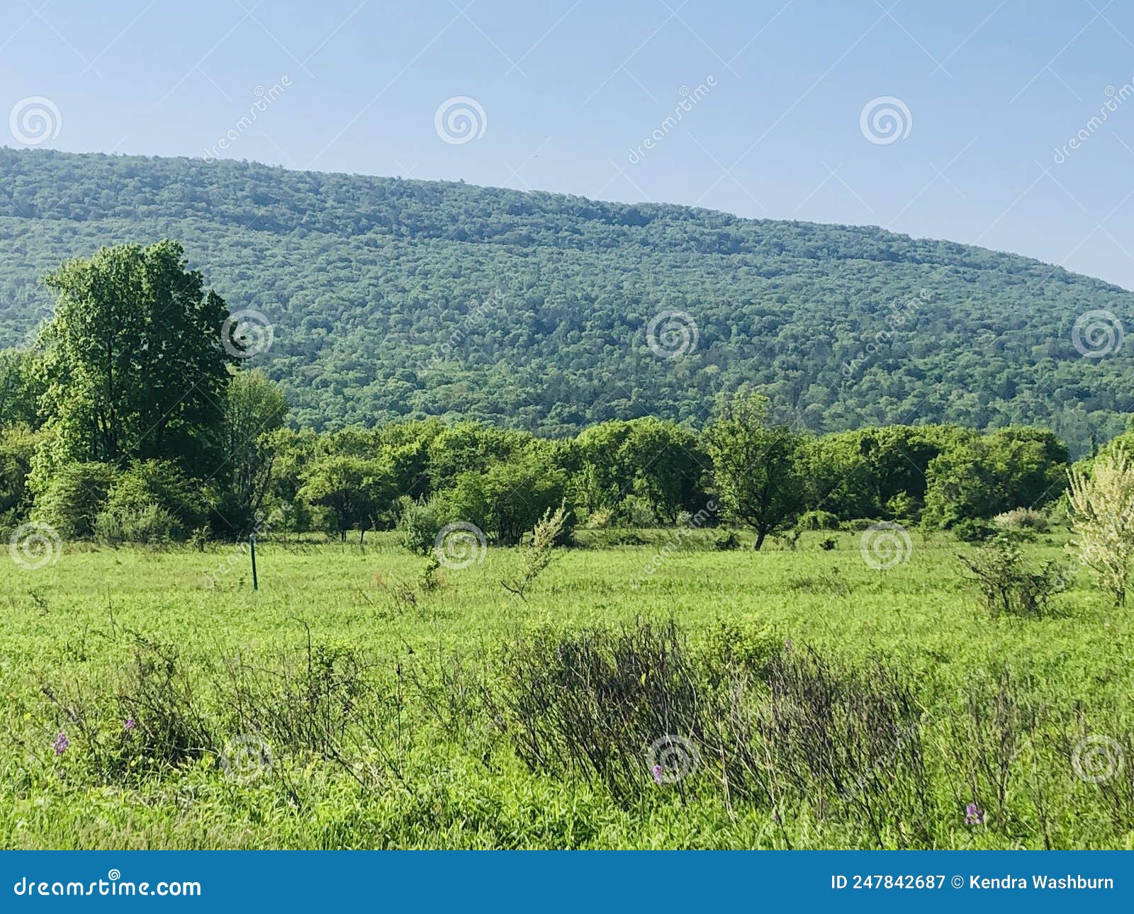 Bald Eagle State Park stock image. Image of morning 247842687