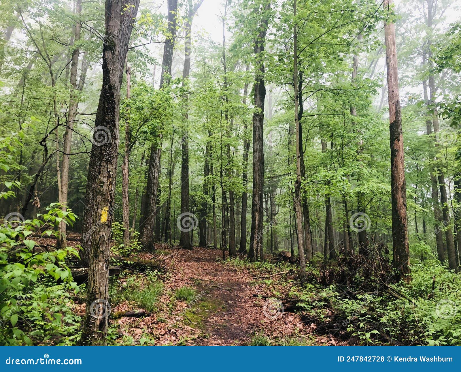 Bald Eagle State Park stock photo. Image of landscape 247842728