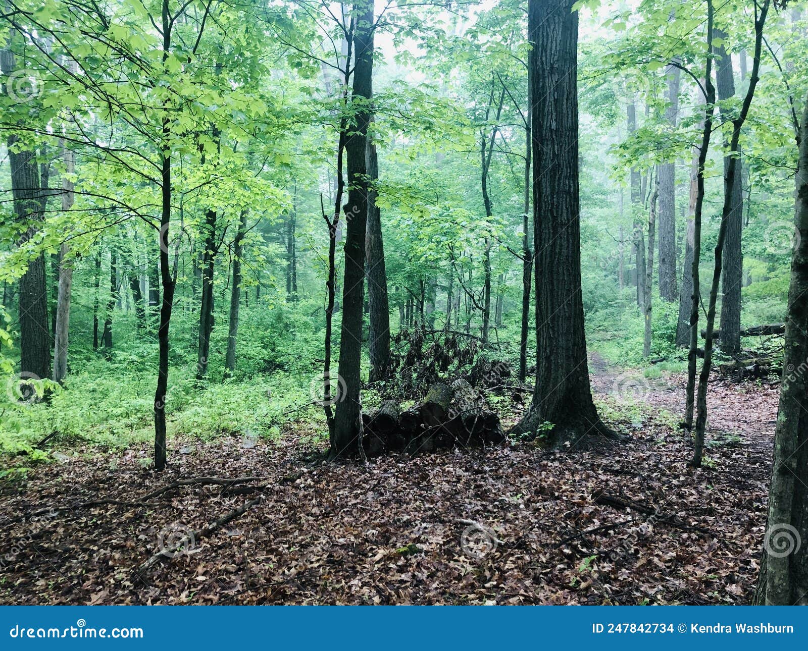 Bald Eagle State Park stock photo. Image of lake, outdoor 247842734