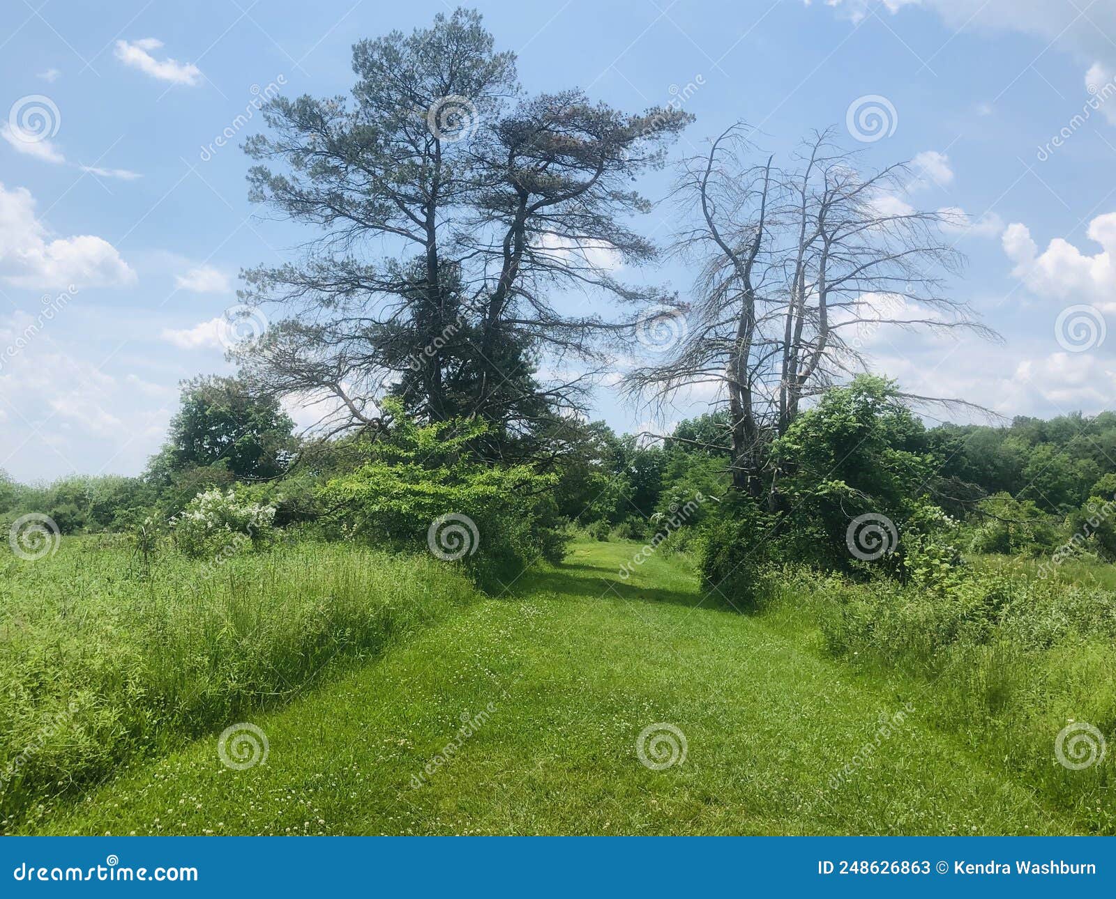 Bald Eagle State Park stock image. Image of sunny, state 248626863