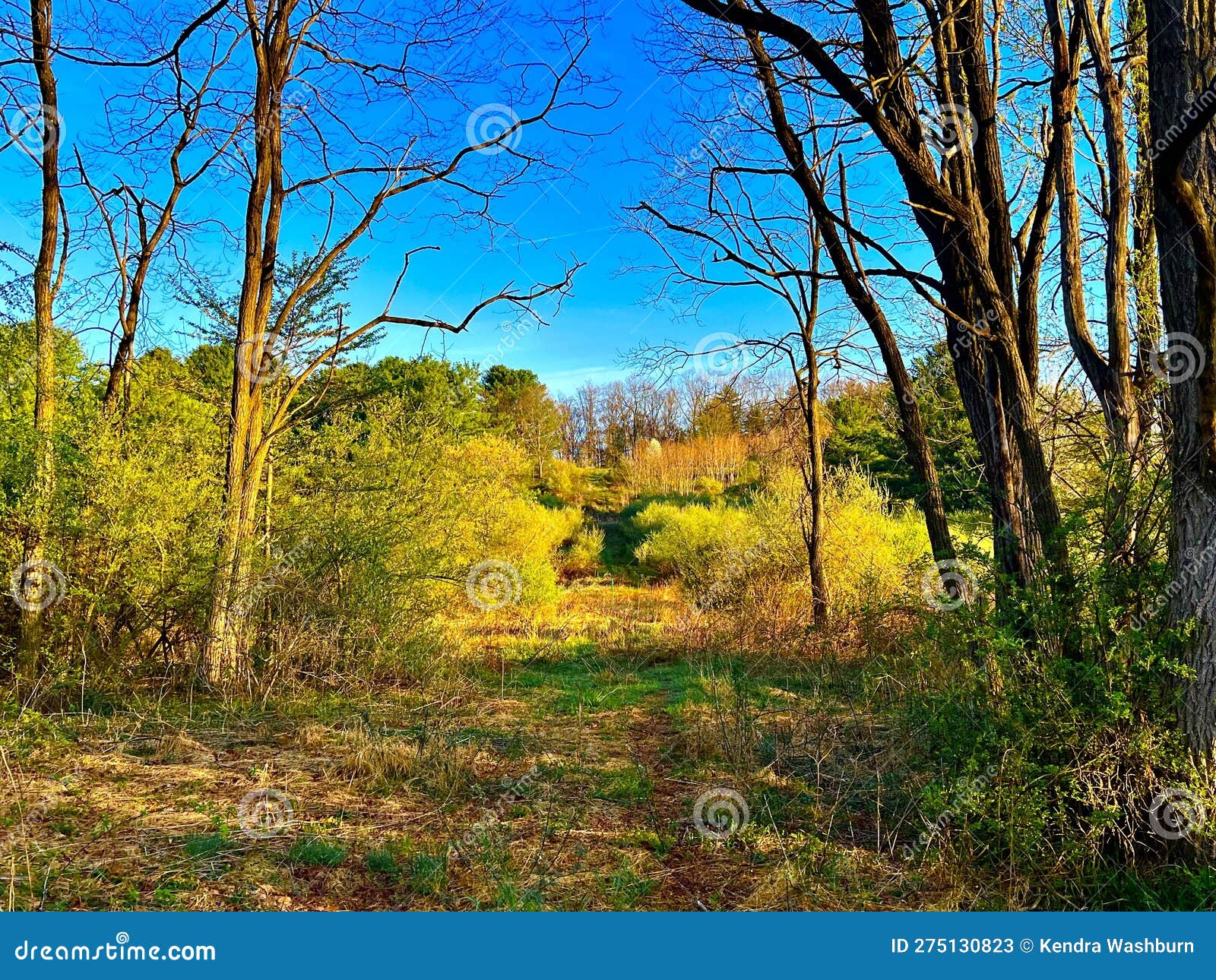 Bald Eagle State Park in PA Stock Image Image of flower, forest
