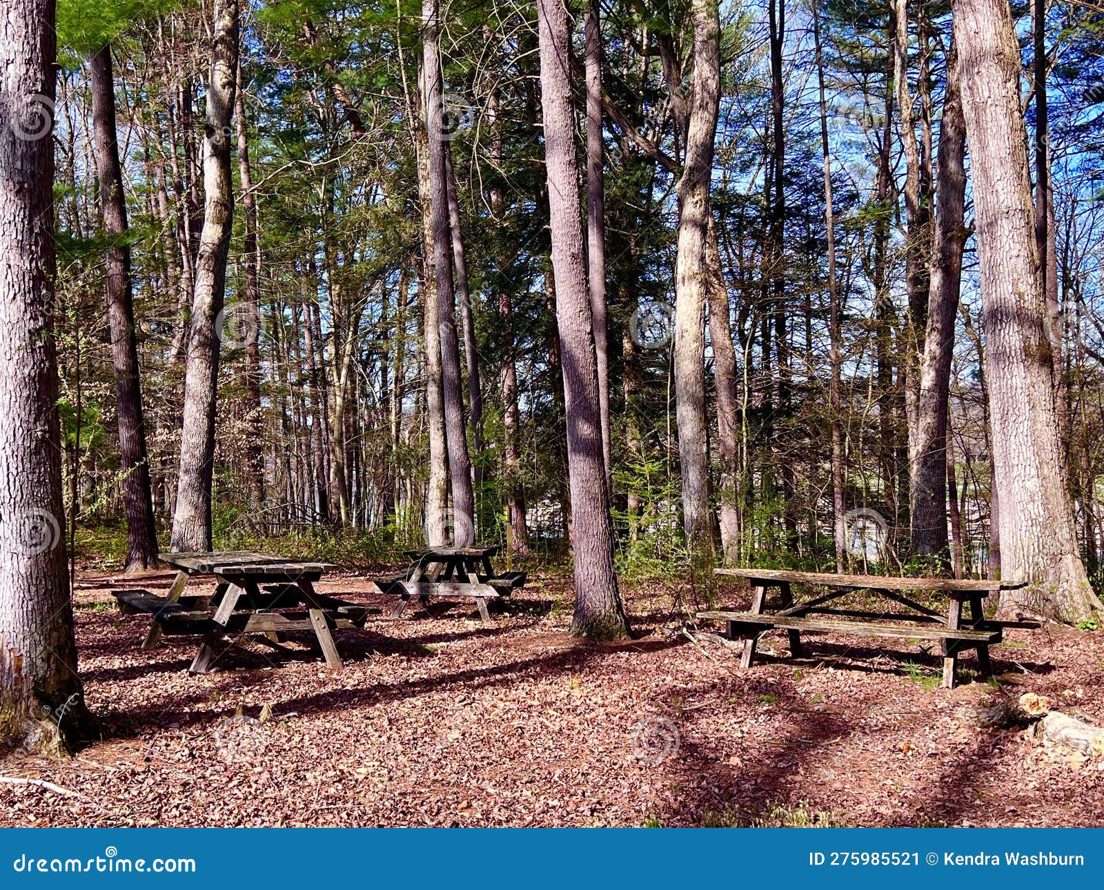Bald Eagle State Park in PA Stock Image Image of winter, bald 275985521