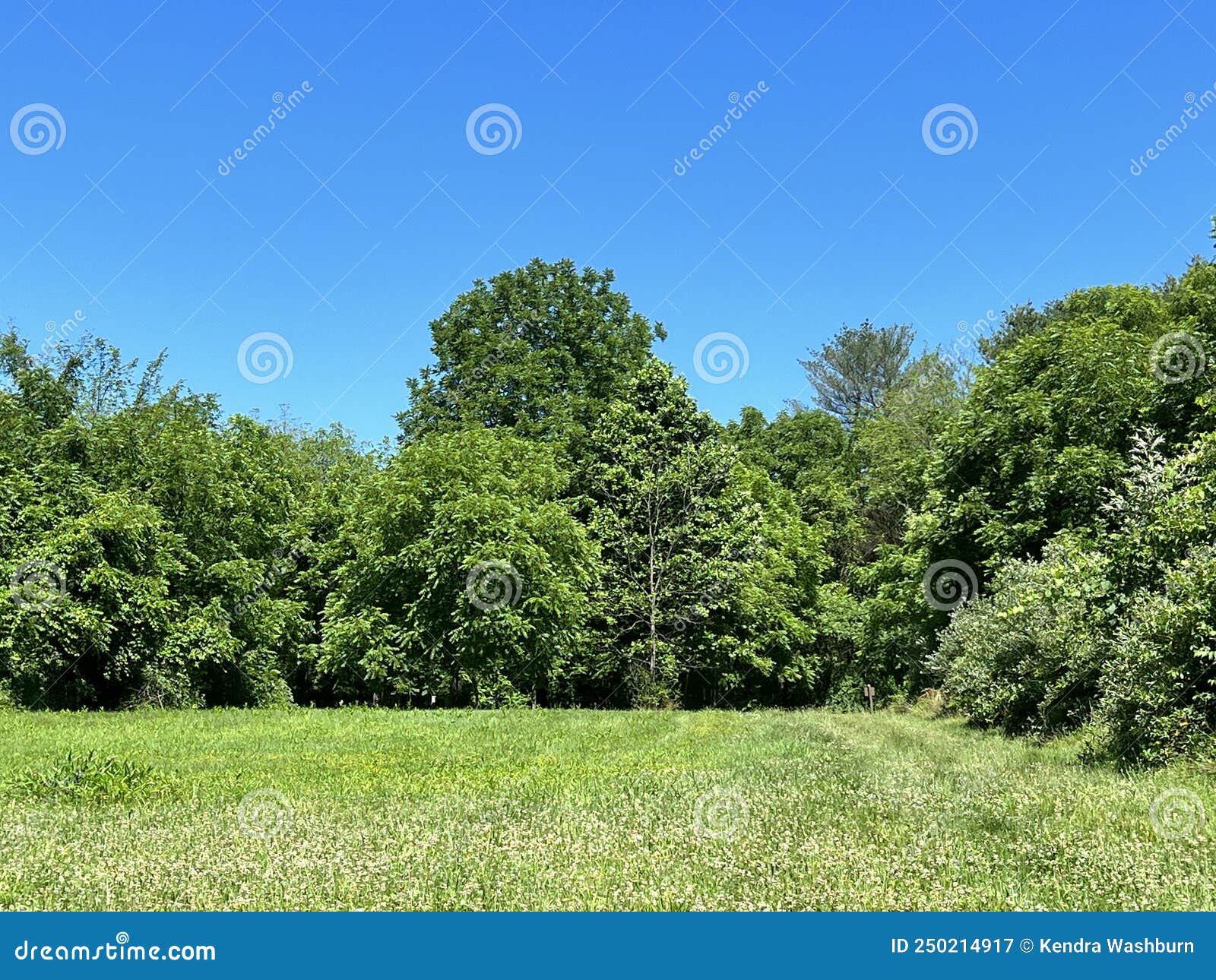 Bald Eagle State Park in PA Stock Image Image of bald, 2022 250214917