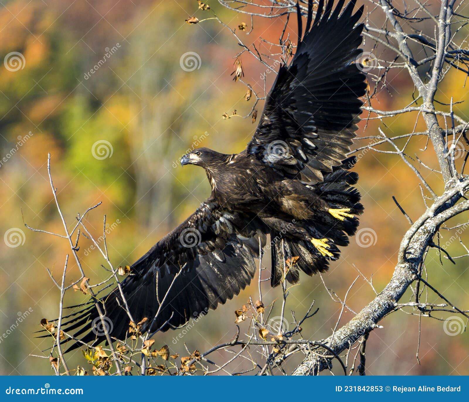 bald eagle stock photo & image. juvenile bald eagle flying away with spread wings with a autumn blur background in its