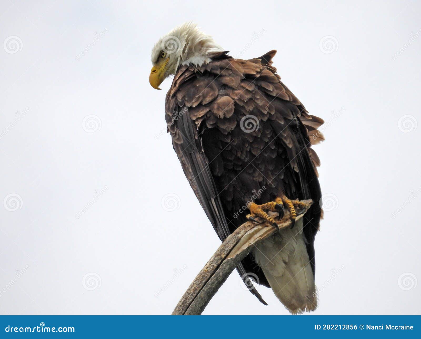 Bald Eagle on Eagle Tree Montezuma National Wildlife Refuge Stock Photo