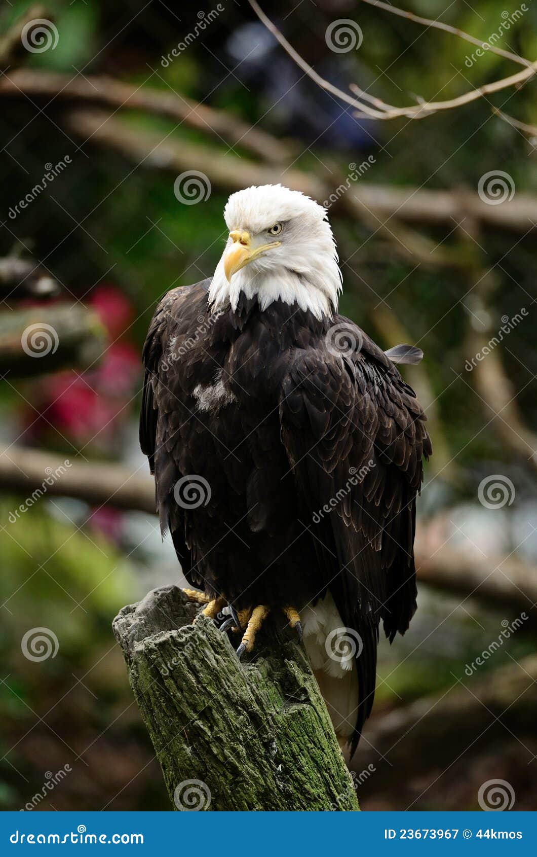 Bald Eagle on Tree Stump stock image. Image of eagle - 23673967