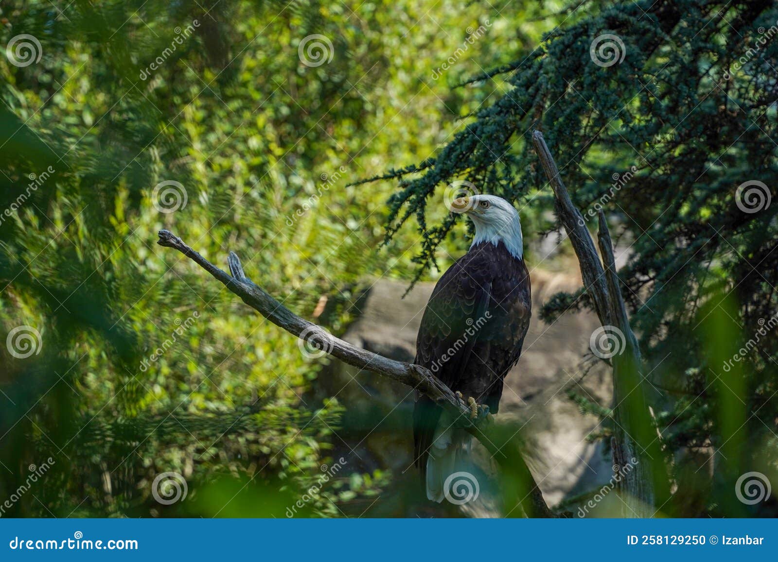 Bald Eagle on a Tree Under the Rain Stock Photo Image of looking
