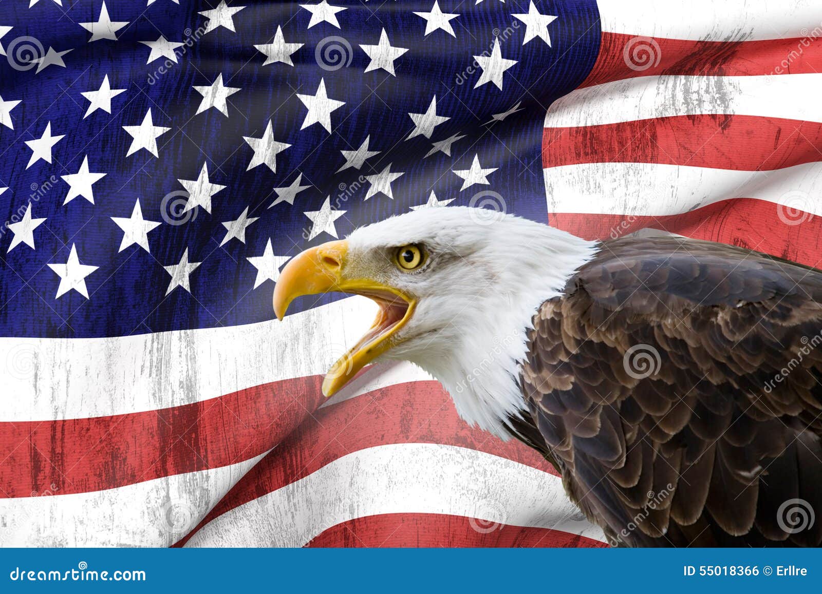 Bald eagle and USA flag stock photo. Image of country 55018366