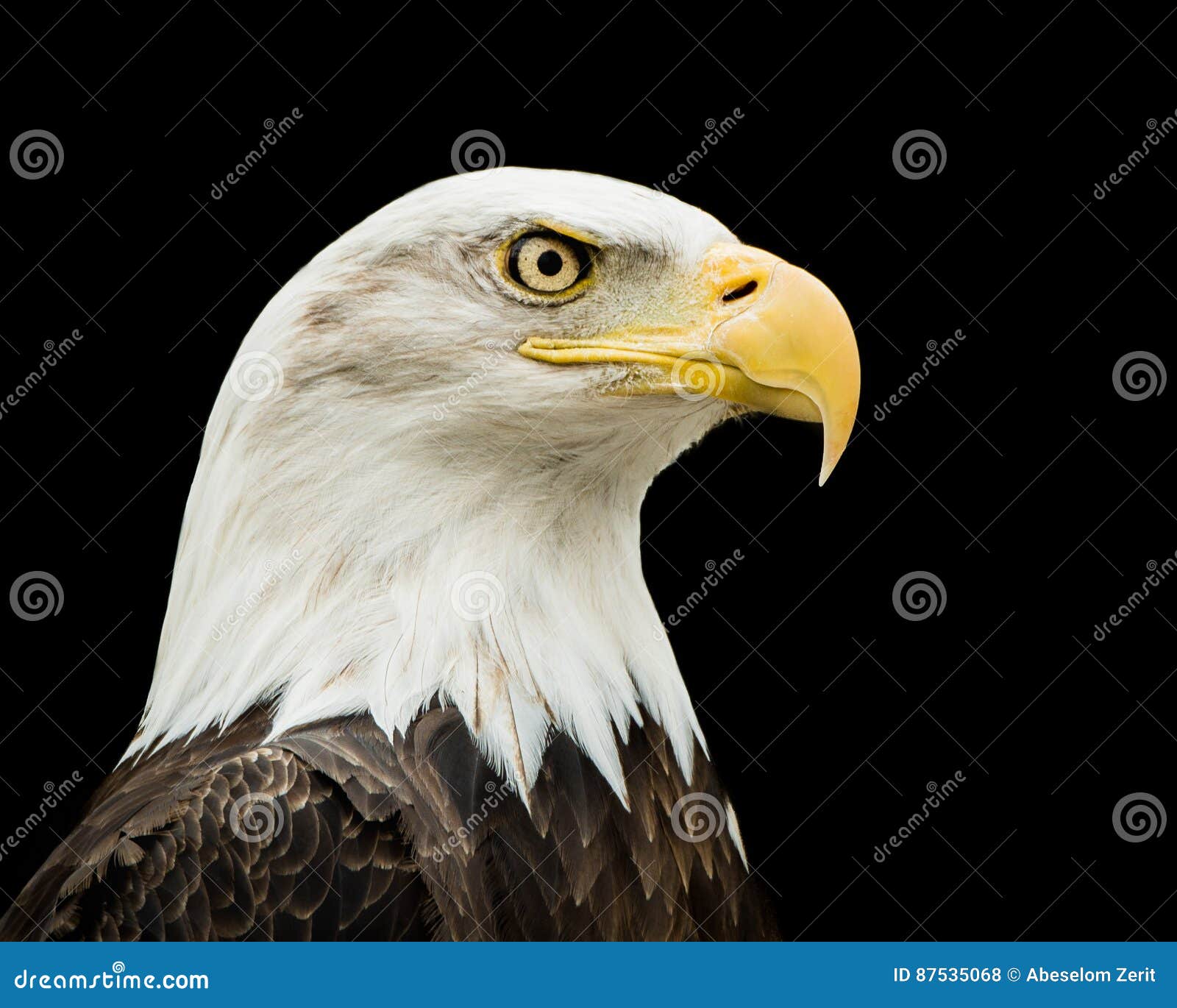 Bald Eagle VII stock photo. Image of background, fauna 87535068