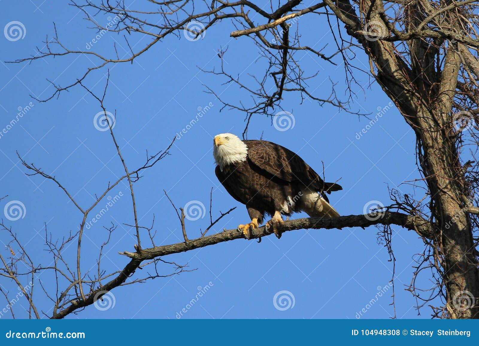 Bald Eagle about To Take Flight Stock Photo Image of perched, raptor