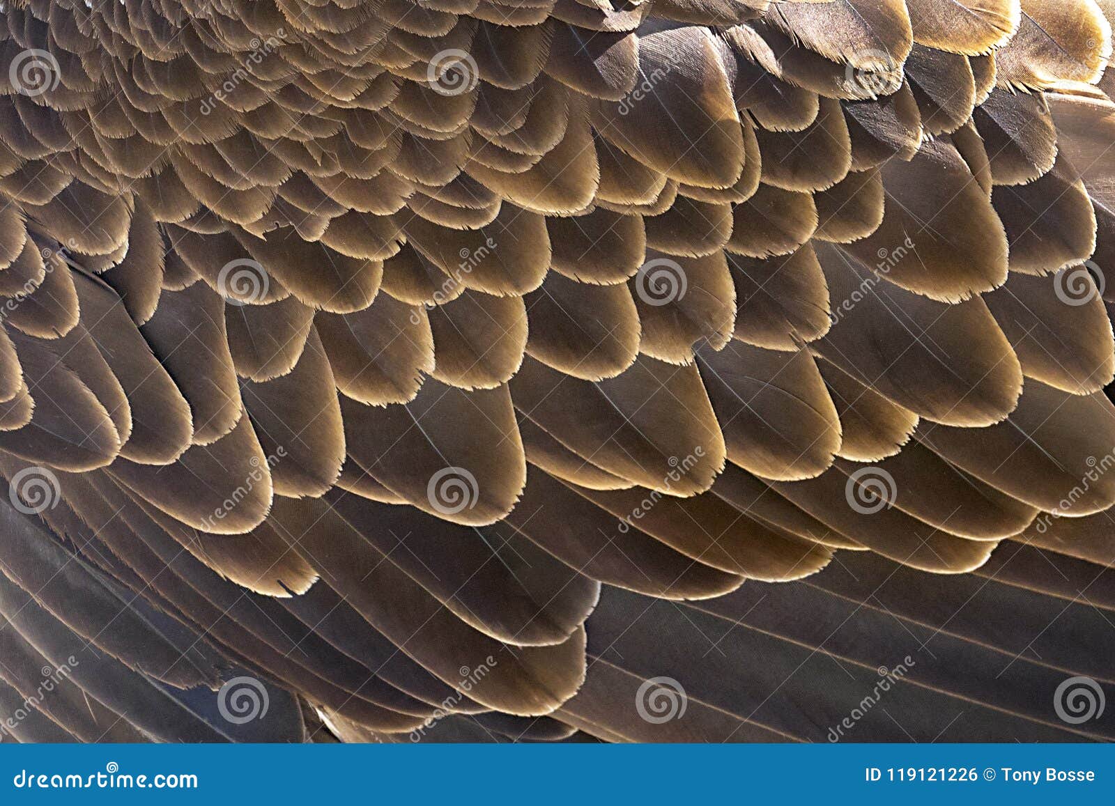 bald eagle wing feathers background