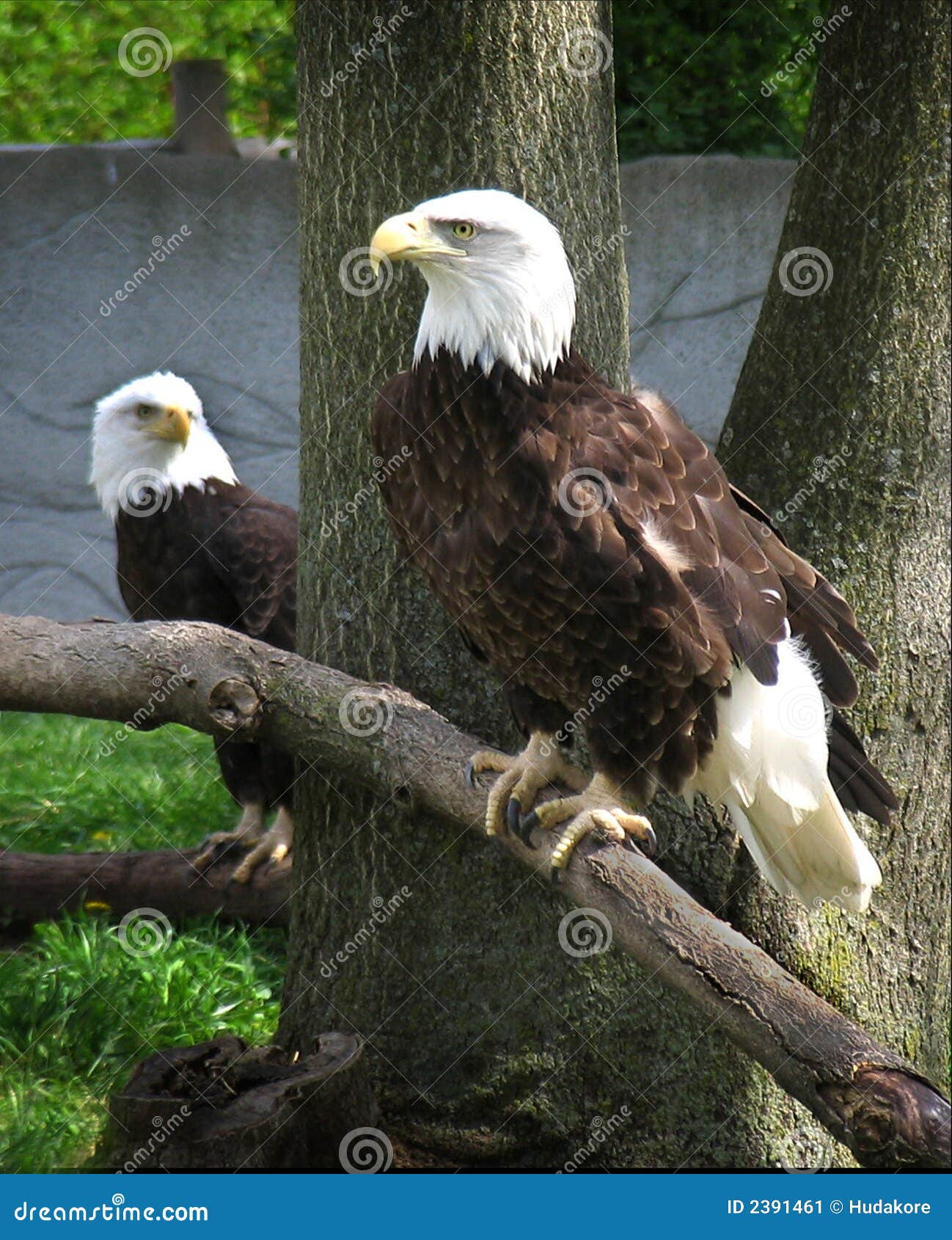 bald eagles